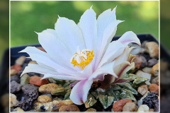 Ariocarpus kotschoubeyanus var. albiflorus