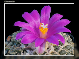 Ariocarpus kotschoubeyanus