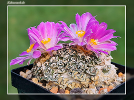 Ariocarpus kotschoubeyanus