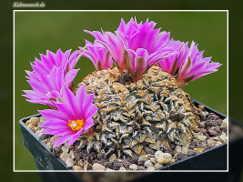 Ariocarpus kotschoubeyanus