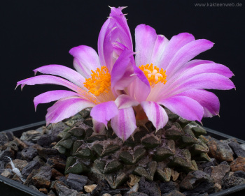 Ariocarpus kotschoubeyanus