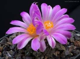 Ariocarpus kotschoubeyanus