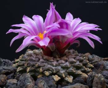 Ariocarpus kotschoubeyanus