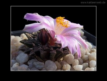 Ariocarpus kotschoubeyanus