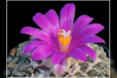 Ariocarpus kotschoubeyanus