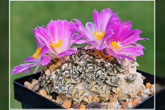 Ariocarpus kotschoubeyanus