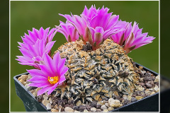 Ariocarpus kotschoubeyanus