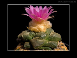 Ariocarpus lloydii