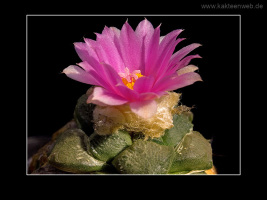 Ariocarpus lloydii