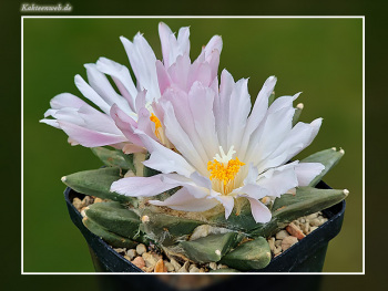 Ariocarpus retusus subsp. scapharostroides