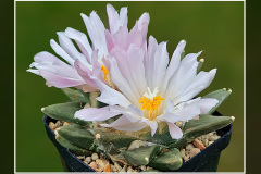 Ariocarpus retusus subsp. scapharostroides