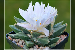 Ariocarpus retusus subsp. scapharostroides