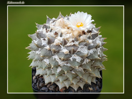Ariocarpus retusus