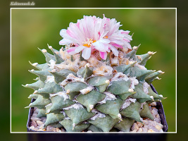 Ariocarpus retusus