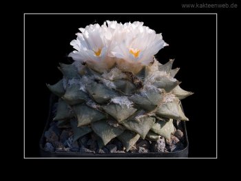 Ariocarpus retusus