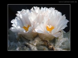 Ariocarpus retusus