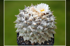 Ariocarpus retusus