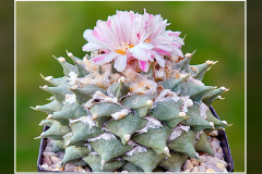 Ariocarpus retusus
