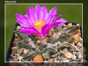 Ariocarpus scaphirostris