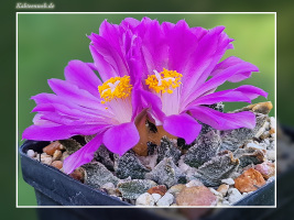 Ariocarpus scaphirostris