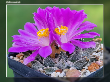 Ariocarpus scaphirostris