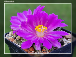 Ariocarpus scaphirostris