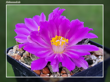 Ariocarpus scaphirostris