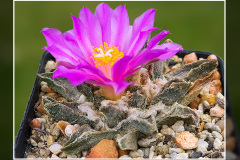 Ariocarpus scaphirostris