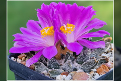 Ariocarpus scaphirostris