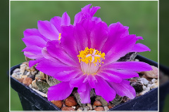 Ariocarpus scaphirostris