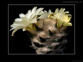 Ariocarpus trigonus var. horacekii