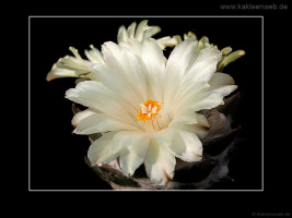 Ariocarpus trigonus var. horacekii