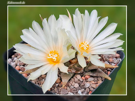 Ariocarpus trigonus