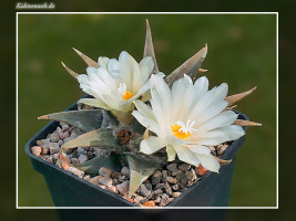 Ariocarpus trigonus