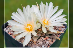 Ariocarpus trigonus