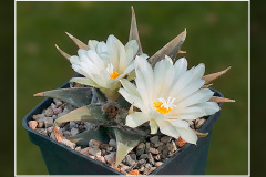 Ariocarpus trigonus