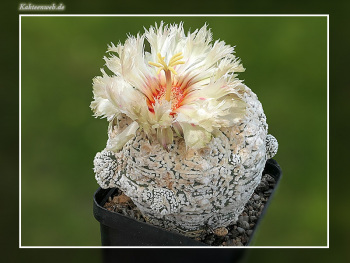 Astrophytum asterias cv. Superkabuto Astrophytum asterias cv. Superkabuto