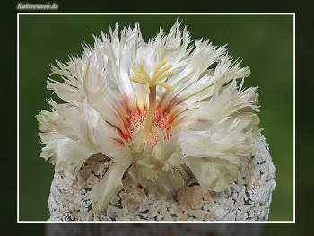 Astrophytum asterias cv. Superkabuto Astrophytum asterias cv. Superkabuto