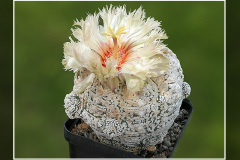 Astrophytum asterias cv. Superkabuto