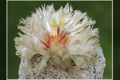 Astrophytum asterias cv. Superkabuto