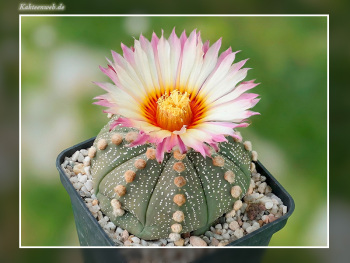 Astrophytum asterias Hybride