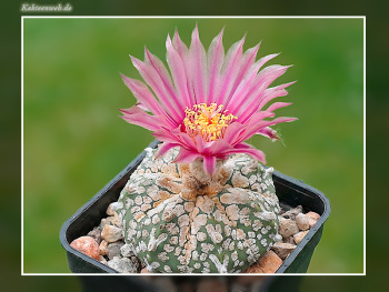 Astrophytum asterias Hybride