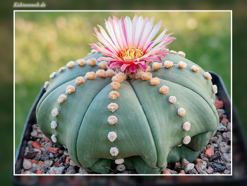 Astrophytum asterias Hybride