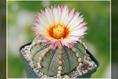 Astrophytum asterias Hybride