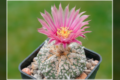 Astrophytum asterias Hybride