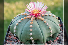 Astrophytum asterias Hybride