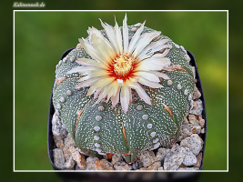 Astrophytum asterias