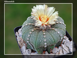 Astrophytum asterias