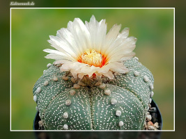 Astrophytum asterias