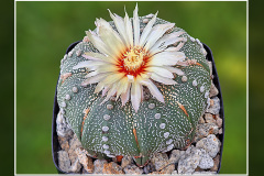 Astrophytum asterias
